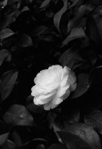 artwork for website 090